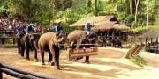ศูนย์อนุรักษ์ช้างไทย และ สวนป่าทุ่งเกวียน
